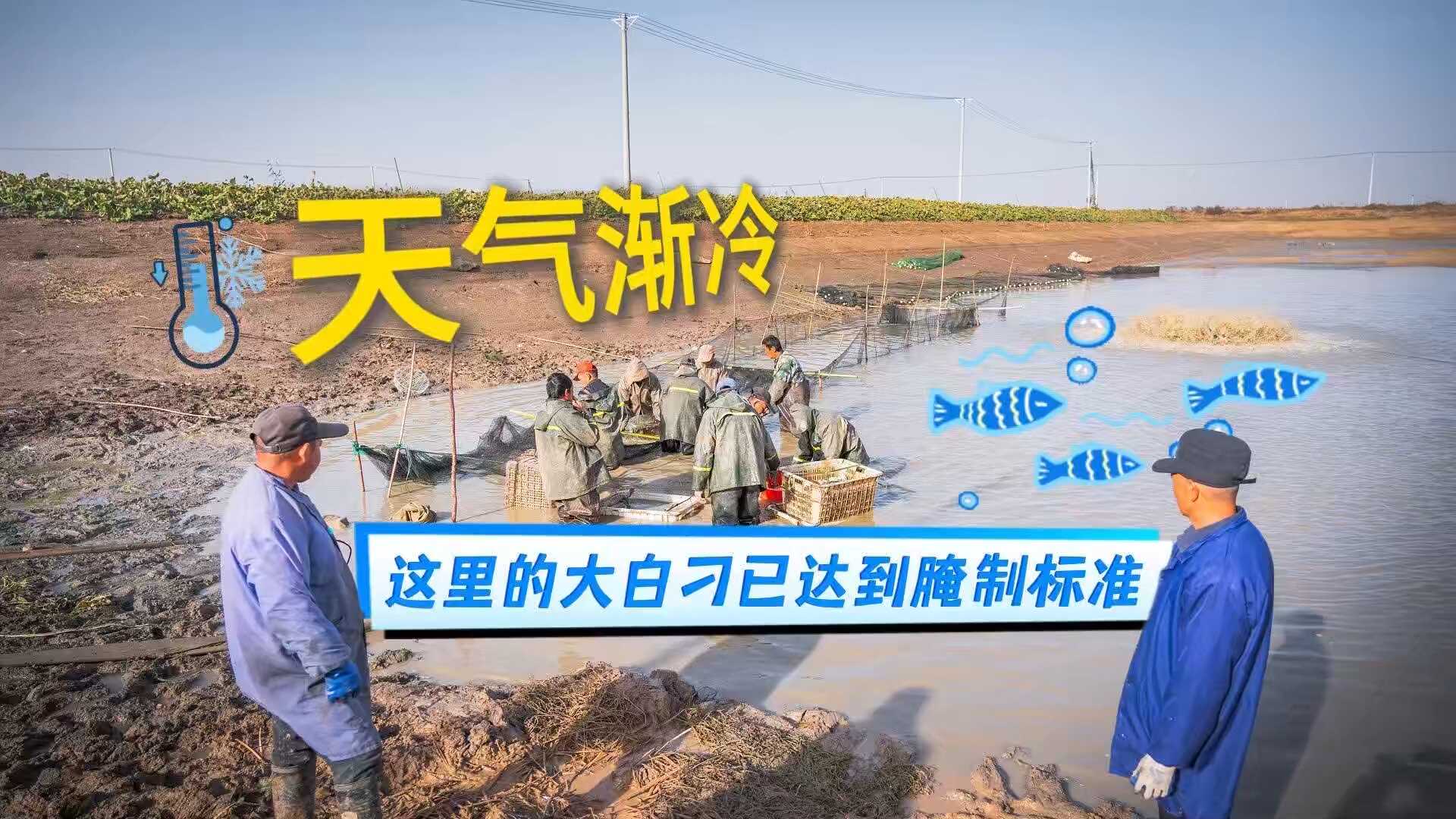天气渐冷 这里的大白刁已达腌制标准！